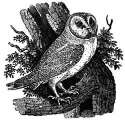 Thomas Bewick