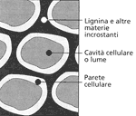 tessuti vegetali