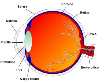 occhio umano